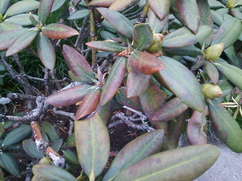 rhododendron barnulsa - Nvnyvdelem - Gazdabolt szaktancsads