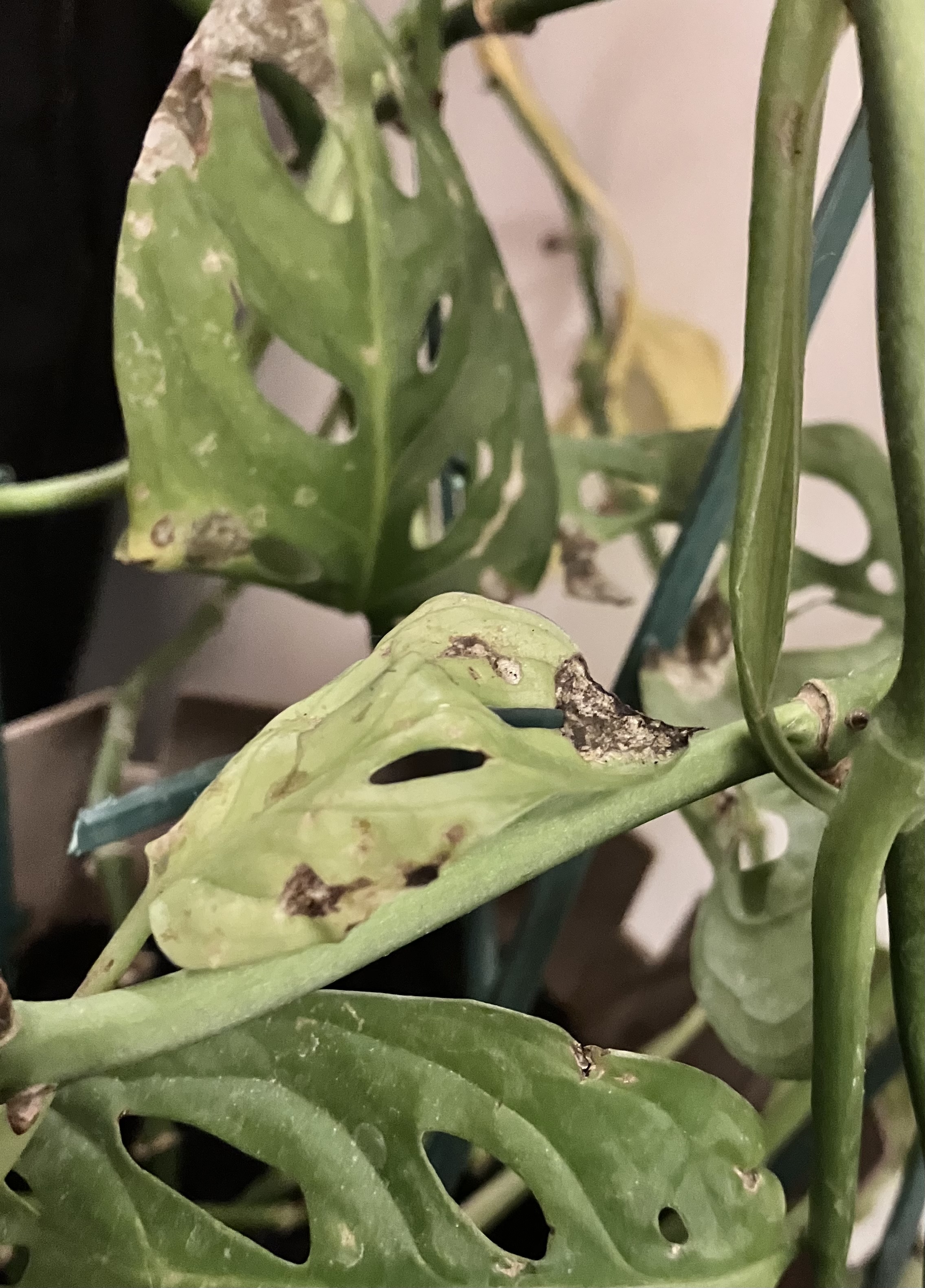 Monstera barna foltok, levlsrguls - Szobanvny - Gazdabolt  szaktancsads
