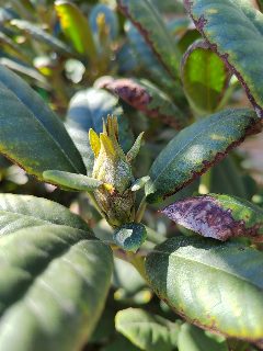 Rhododendron mi lehet a baja? - Nvnyvdelem - Gazdabolt szaktancsads