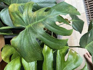 d0264737ad7b4ceca9fb421792ed8124.jpeg