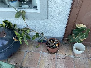 cfa0919e46a04a37b3e806dec2ad8899.jpeg