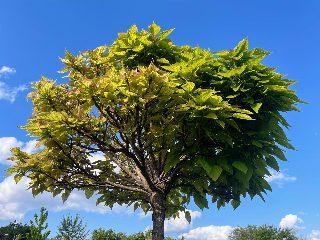62f952cc1c67483b8cc4cbe68daefeac.jpg