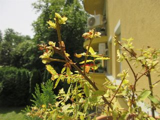 7d1e82c013e84a428c706d458f5c9485.JPG