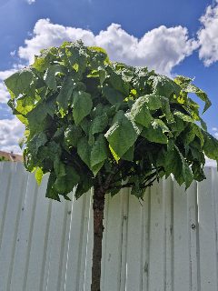 d20a2878596245c6a4c53924337ac8e3.jpg