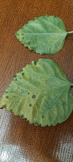 60ddfaba313f4fae8ec8abf8b0c3cc2e.jpg