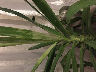 6f086d55acfe46eeaf452baa0e6c1821.JPG