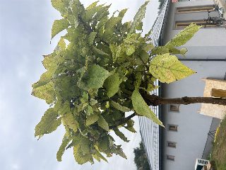 0b734c3e76804c75b87fd29d8a520c34.jpeg