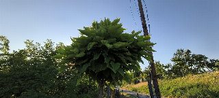 cf8bf63160414dfdacad7d781de40b98.jpg