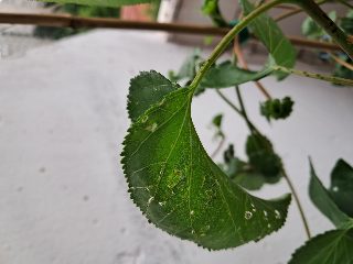 51f09a0f49754f1b94da4acb42a339bf.jpg