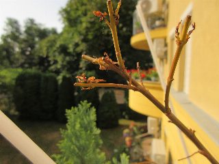 c9f5280c4338485ea3b079393b02dafe.JPG