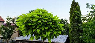 afcd47cf79014b8dbbc6c5aa5ba049e7.jpg